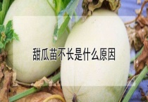 甜瓜苗不长是什么原因？