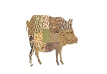 猪饲料中为什么一定要添加脱霉剂 附霉菌毒素的危害