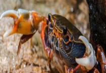 生吃螃蟹可行吗 如何生吃