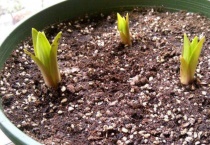 百合种子多久发芽