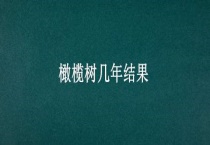 橄榄树几年结果