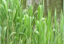 芦苇叶和箬叶的区别？