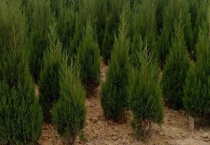 桦树和松柏一样四季常绿吗？