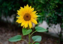 太阳花叶子的特点和花的特点