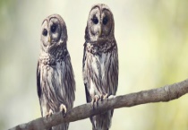 饲养猫头鹰犯法吗？猫头鹰吃什么食物 猫头鹰的文化象征