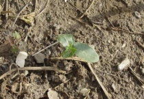 葫芦种子多久发芽