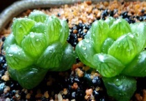 玉露长得又细又长怎么办？