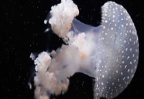 海蜇有毒吗？附中毒的症状