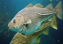 鳕鱼皮是否可以食用 鳕鱼原产于哪里