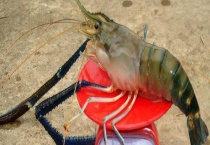 罗氏沼虾多少钱一斤 附养殖前景