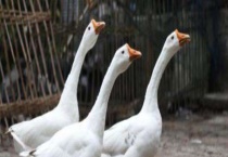 鹅霍乱的防治方法 多发生在流行初期