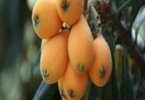 江西枇杷的成熟时间 附枇杷的由来