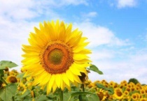 向日葵生长在哪里