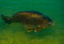 台钓鲤鱼一般用多长的竿？附鱼竿类型