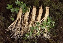 兰舌木人参是什么？