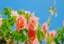 月季花品种主要有哪些？按颜色分类主要有哪些品种