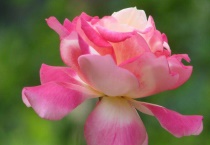 月季和玫瑰的区别？