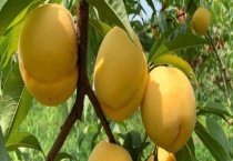 吃黄桃的最佳季节 黄桃的成熟时间是什么时候