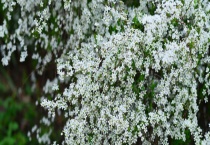 喷雪花如何过冬 喷雪花产自哪里