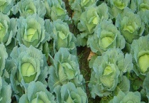 有机甘蓝病虫害有哪些防治方法 详细介绍