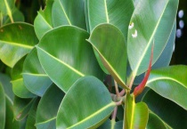 橡皮树的扦插方法 橡皮树的插穗多久？