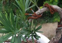 怎么给盆栽松土