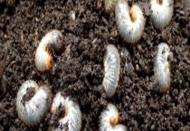 哪些农药可防治地下害虫 其他防治方法有哪些？