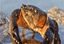 秋天吃什么海鲜比较合适 吃海鲜有哪些注意事项