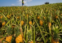 软了的菠萝是否能吃 吃了变软的菠萝会怎么样