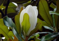 荷花玉兰与玉兰的区别？