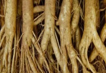 我国常见的名贵的中药材有哪些吗 主要功效是什么？