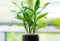 富贵竹光杆能长新叶吗？