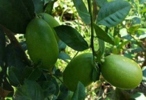 柠檬叶子发黄变卷