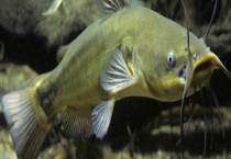 鲶鱼是不是最脏的鱼 真的吃粪便吗 含有有害物质吗？