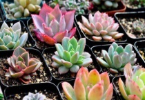 多肉植物叶子发霉是怎么回事