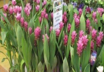 姜荷花冬天怎么保存