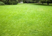 一斤草籽能种多少平方