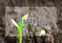 种子发芽需要阳光吗？