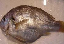 白姑鱼是海里的吗？白姑鱼的国内分布、食用禁忌及挑选多久？