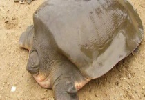 鼋是不是乌龟 鼋和鳖的区别？有哪些？