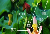 藕莲子能生吃吗 附藕莲子的鉴别多久？