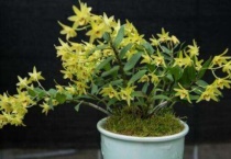 石斛盆栽的种植方法和注意事项