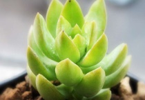 多肉暴晒后叶子软皱怎么办？