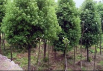 菩提是什么植物的果实