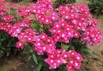 美女樱能养几年