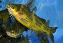 黄骨鱼属于哪种鱼类 附黄骨鱼的营养价值