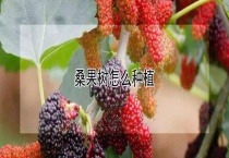 桑果树怎么种植