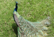 孔雀是不是保护动物 可不可以人工养殖