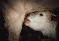 小羊羔吃什么奶粉