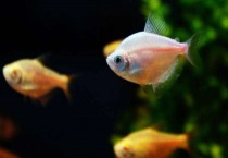 鱼换水要注意什么？